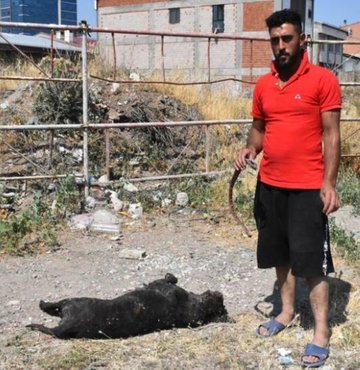 Sivas