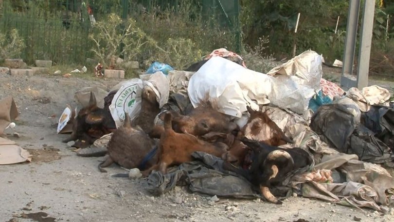 Arnavutköy'de kurbanlık hayvanların kafalarını yola attılar