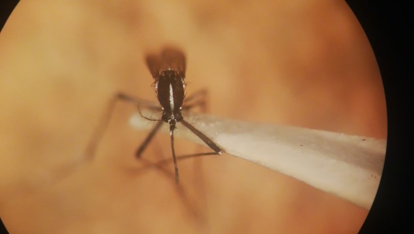 SİVRİSİNEK ALARMI! Böcek bilimciler uyardı: Asya Kaplan Sivrisineği riskli olabilir! - Haberler