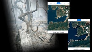 Giden orman hiç gelmedi!