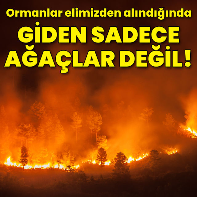 Ormanlar elimizden alındığında giden sadece ağaçlar değil!