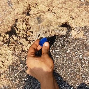 Ağaç kovuğunda mucize kurtuluş!