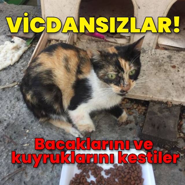 Vicdansızlar! Kedilerin bacaklarını ve kuyruklarını kestiler