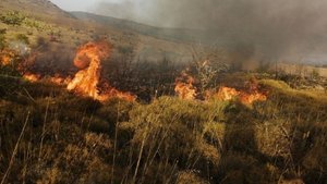 Aliağa’da çıkan yangın kontrol altında