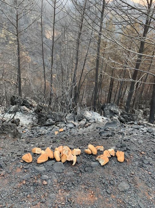 Ormandan belki bir canlı kurtulmuştur diye yanan yerlere ekmekler bırakılıyor.