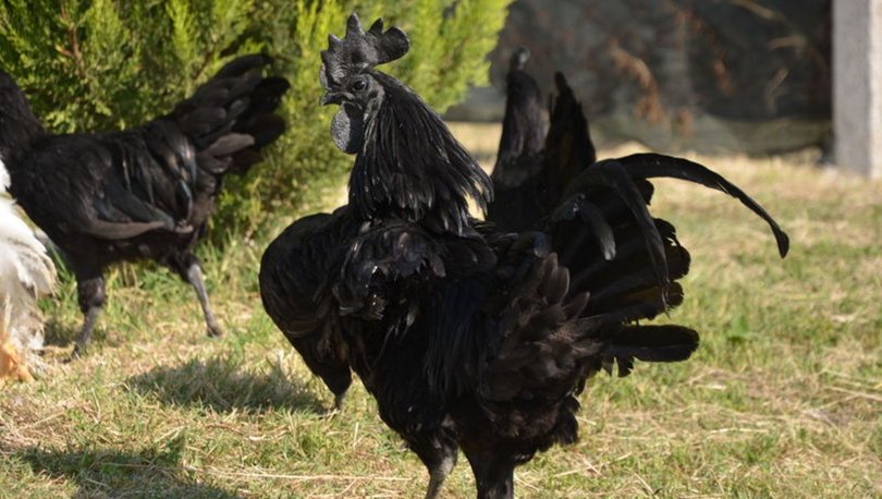 Dunyanin En Pahali Tavugu Ayam Cemani Dunyanin En Pahali Tavugu Ayam Cemani