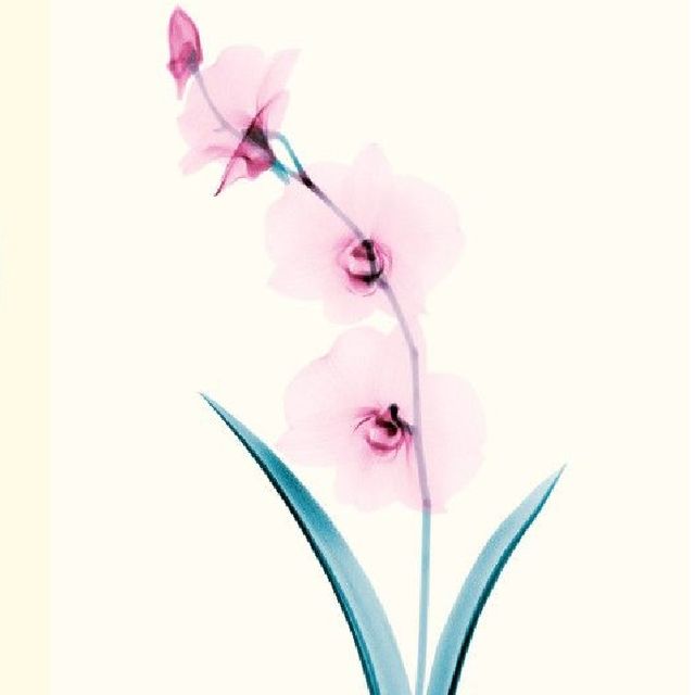 Çiçeklere bir de böyle bakın!