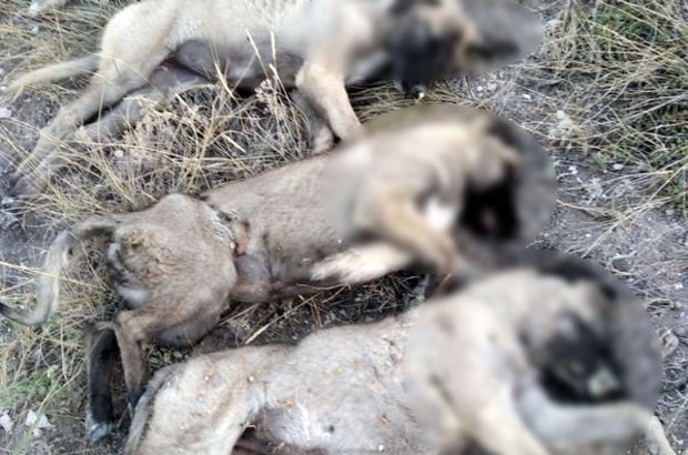 Korkunç olay! Yan yana dizilmiş köpek ölüleri bulundu
