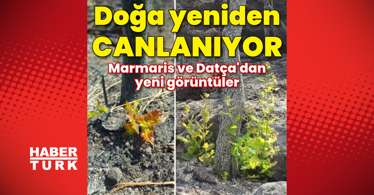 Son Dakika Marmaris Ve Datca Da Doga Yeniden Canlaniyor Haberler Gundem Haberleri