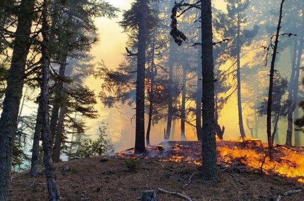 Adana Kozan'da orman yangını

