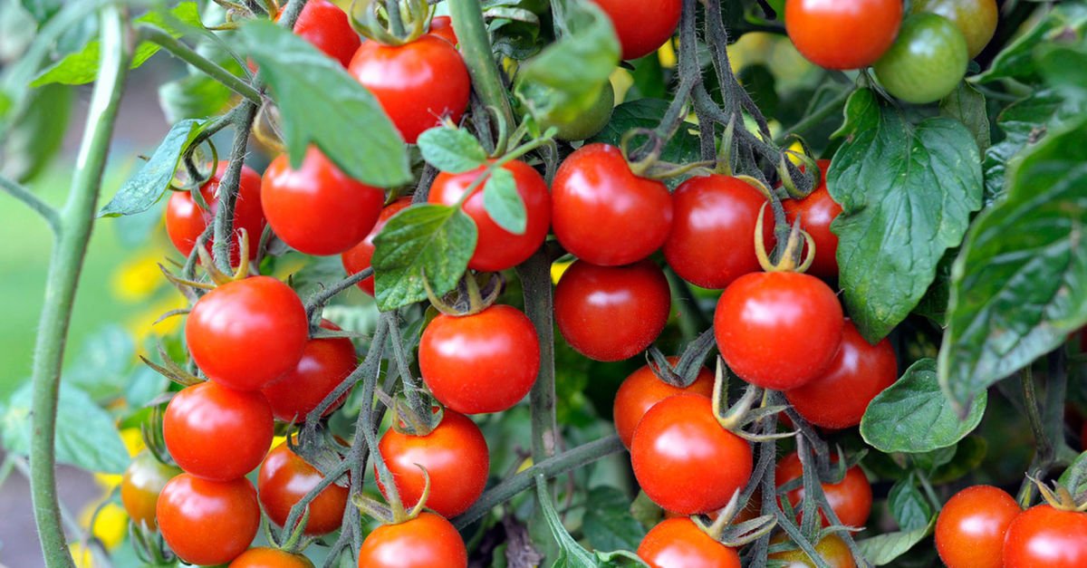 ihracat sampiyonu kiraz ve domates