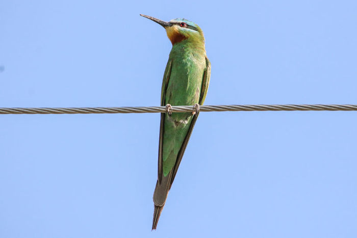 Iğdır'da geçen temmuz ayında görüntülenen yeşil arı kuşu.