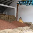En fazla fındık Almanya'ya satıldı