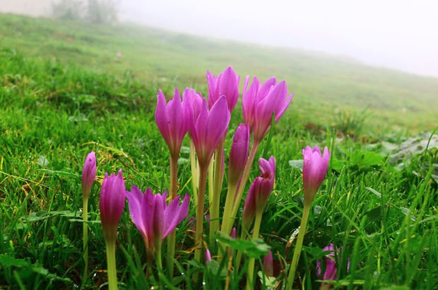 Doğu Karadeniz yaylalarında vargit çiçeği güzelliği