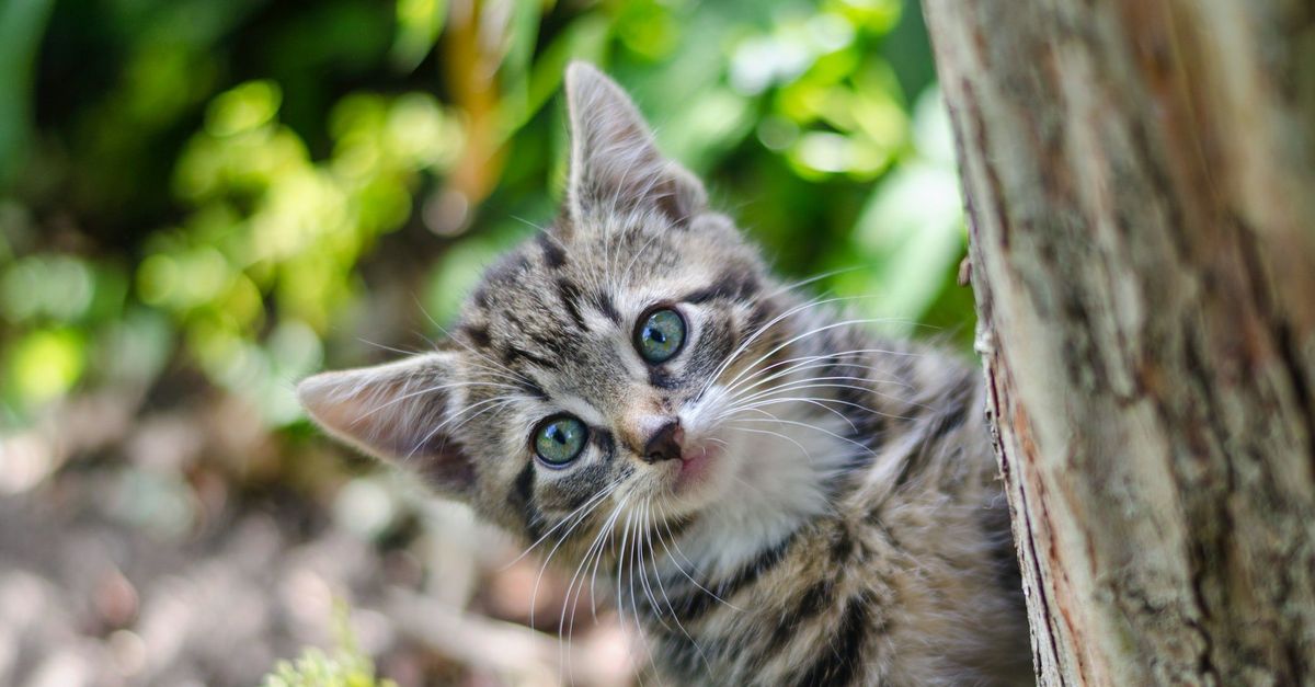 Ruyada Kedi Gormek Ne Demek Ruyada Kedi Sevmek Kedi Saldirmasi Yavru Kedi Gormenin Anlami
