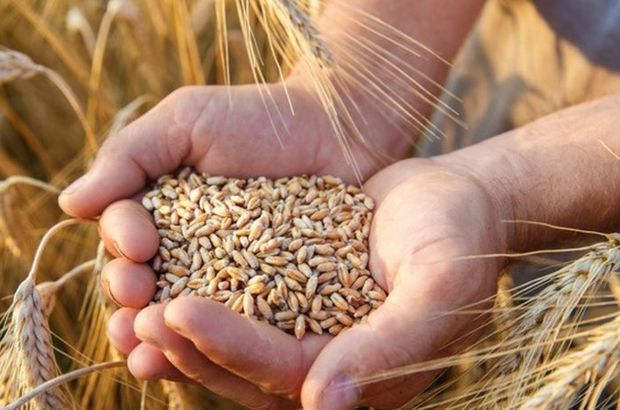 2021 Buğday fiyatları ne kadar? 2021 Buğday ne kadardan işlem görüyor?  Buğday satış fiyat listesi