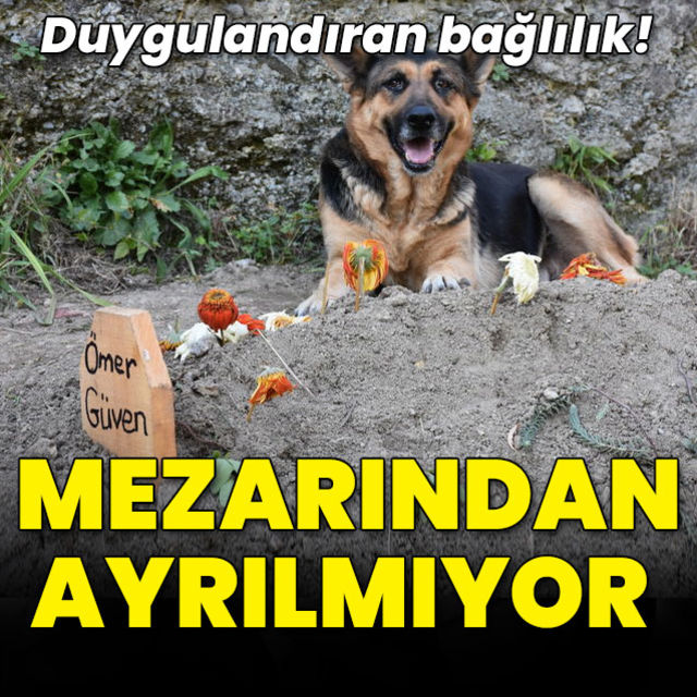 Duygulandıran bağlılık! Mezarından ayrılmıyor
