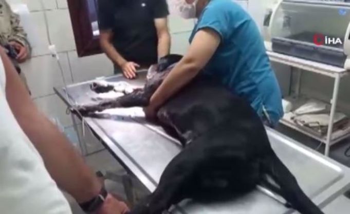 Vicdansiz Son Dakika Havlayan Kopegi Oldurmek Istedi Kopek Ve 3 Kisi Yaralandi Haberler Son Dakika Haberleri