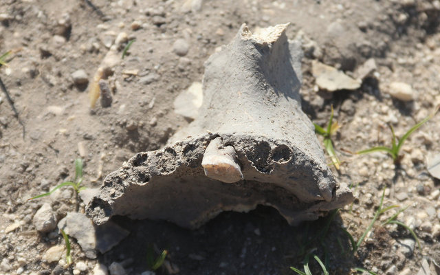 Van'da Demir Çağı'na ait insan kemikleri bulundu