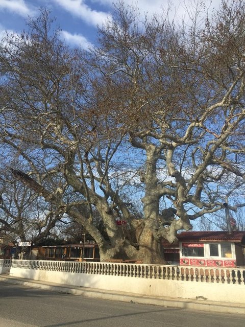 SON DAKİKA HABERLER: İstanbul'un tarihe tanıklık eden en yaşlı ağacı: Doğu Çınarı