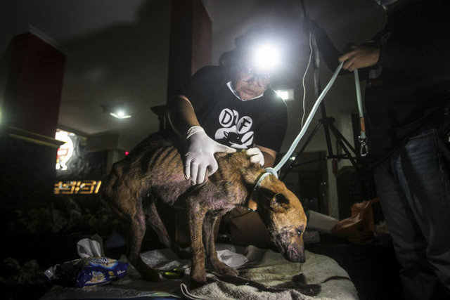 SON DAKİKA: Endonezya’da korkunç görüntü: 53 köpek, köpek eti tüccarından son anda kurtarıldı!