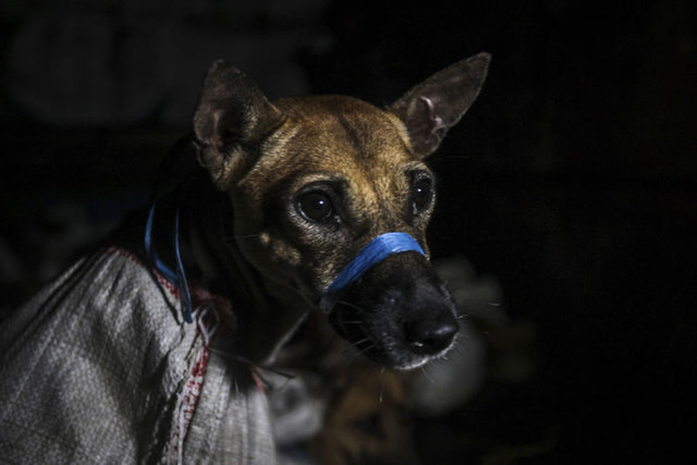 SON DAKİKA: Endonezya’da korkunç görüntü: 53 köpek, köpek eti tüccarından son anda kurtarıldı!