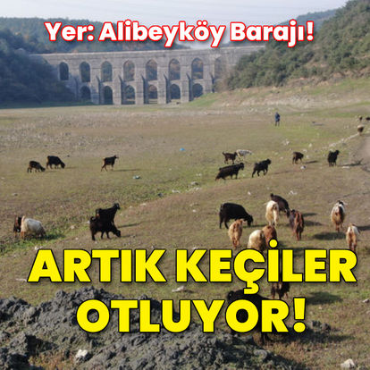 Alibeyköy Barajı'nda balıklar yüzüyordu artık keçiler otluyor - Haberler