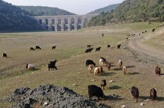 Alibeyköy Barajı'nda artık keçiler otluyor