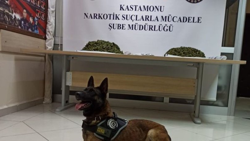Kastamonu'da 4 kilo esrarla yakalanan şüpheli tutuklandı