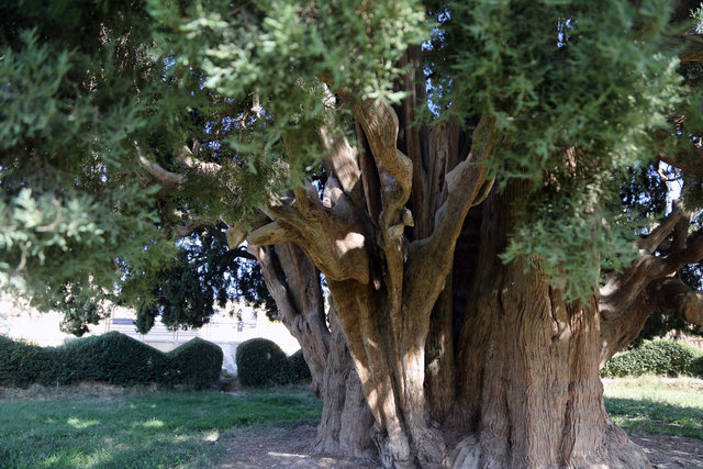 İran'ın en yaşlı ağacı UNESCO'ya girmeyi bekliyor