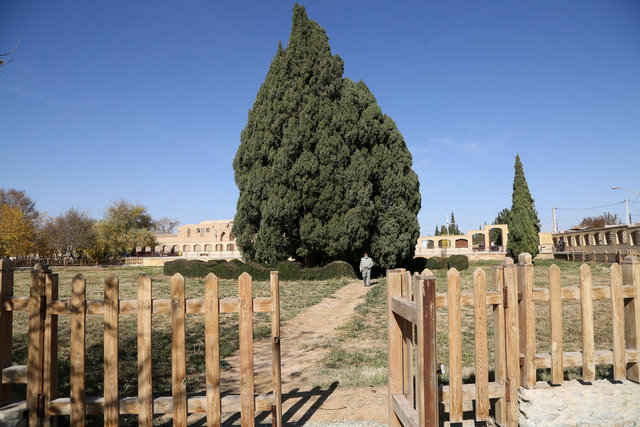 İran'ın en yaşlı ağacı UNESCO'ya girmeyi bekliyor