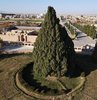 İranlı yetkililer Yezd eyaletinde bulunan, onlarca asırlık geçmişiyle doğal anıt niteliğindeki servi ağacının, UNESCO Dünya Mirası Listesi