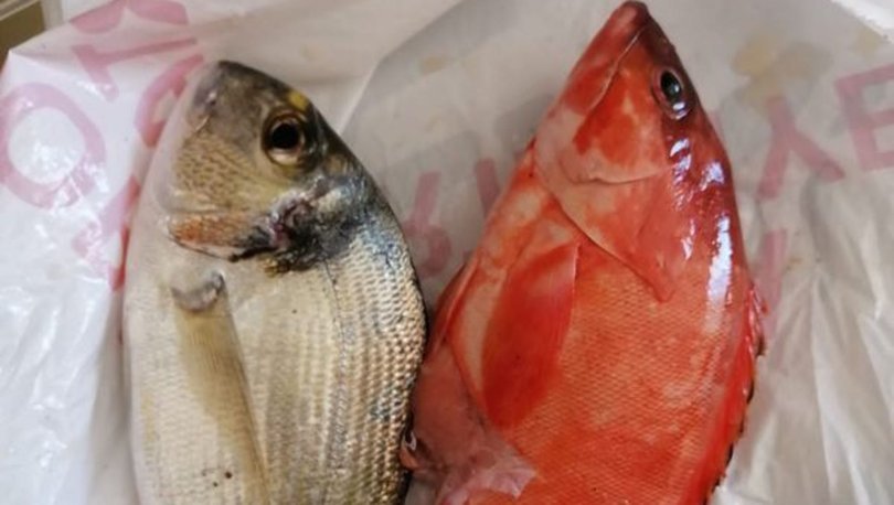 Tropikal suların kırmızı lagos balığı Antalya'da yakalandı