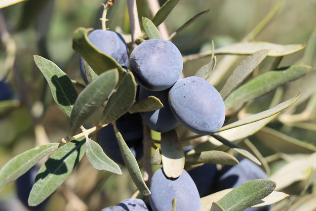 <strong>Kilis Zeytini ve Zeytinyağı</strong> 