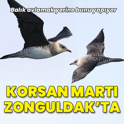 Balık avlamak yerine bunu yapıyor! Korsan martı Zonguldak'ta