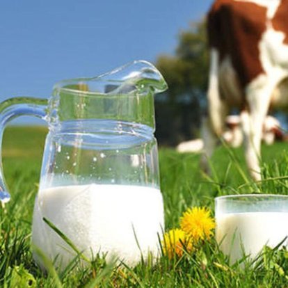 Toplanan inek sütü miktarı kasımda arttı