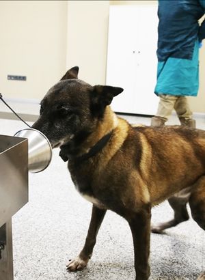 K9 köpekleri Kovid-19 hastalarını teşhiste son aşamaya yaklaştı