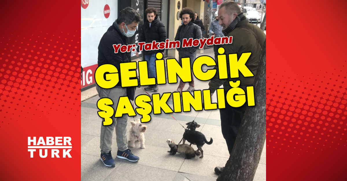 Taksim'de gelincik şaşkınlığı!