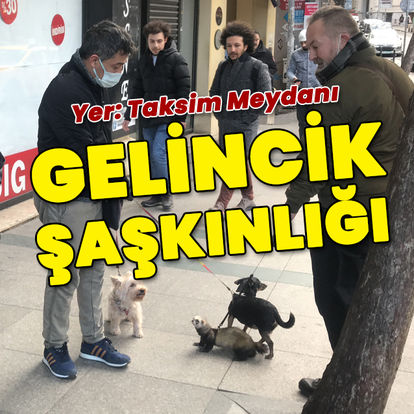 Taksim'de gelincik şaşkınlığı!