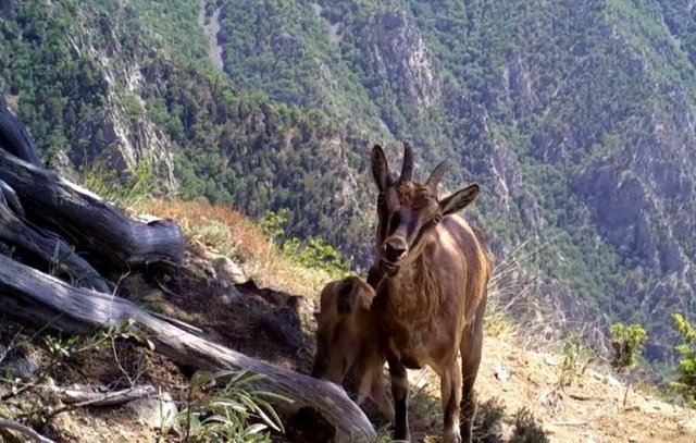 Yaban Hayatı, Fotokapanlara Yansıdı