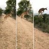 Uçan geyik şaşırttı! Yer çekimine kafa tutuyor