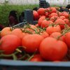 Batı Akdeniz 48 ülkeye domates sattı 
