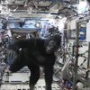 Uzayda goril kostümü giymişti: Nedenini açıkladı