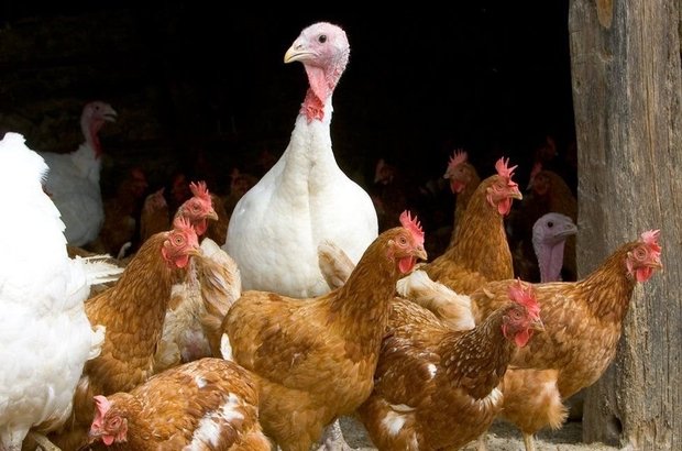 Avrupa'da en kötü kuş gribi salgını: Hollanda'da 200 binden fazla tavuk daha itlaf edildi