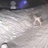 Karla kaplı yolda tavşanların kavgası kamerada!