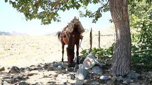 'Eşek Terzisi'ne 11 ödül