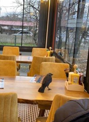 Düzce'deki restorana davetsiz misafir