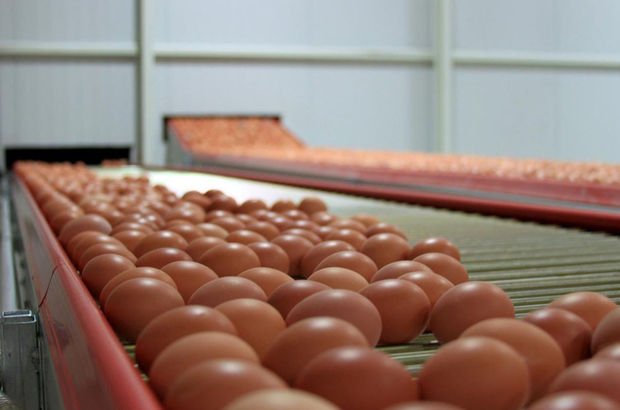 Bakanlık'tan yumurta fiyatlarına inceleme