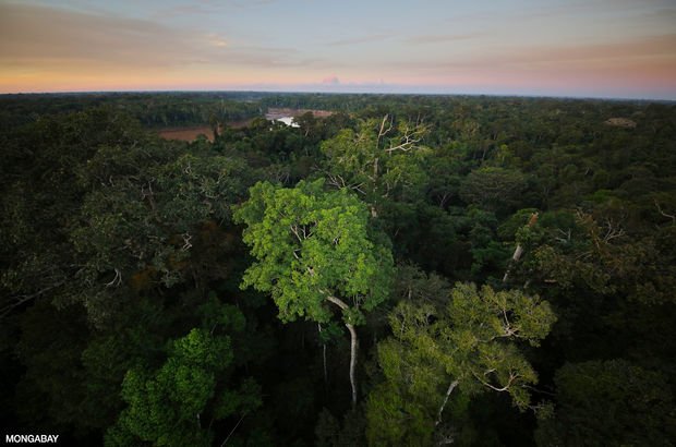Amazon yağmur ormanları tehlike altında