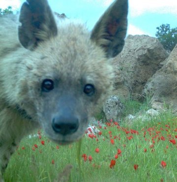 DKMP Genel Müdürlüğü ekipleri Çizgili sırtlan, bozayı, kurt, kızıl geyik, karaca gibi hayvanları fotokapanla görüntüledi